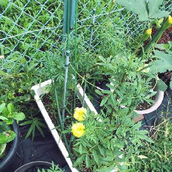 マリーゴールド　アイシスの画像 by ジョーですさん | 小さな庭とマリーゴールド　アイシスと花のある暮らしとたねからの幸せ