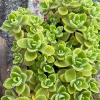 センスが光るチェリーセージの使い方をご紹介します Greensnap グリーンスナップ