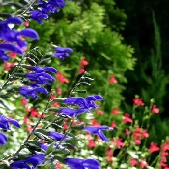 メドウセージの画像 by BLANKAさん | お出かけ先とメドウセージとチェリーセージと鮮やかなとお散歩道と可愛い花と赤い花と花のある暮らしと紫の花