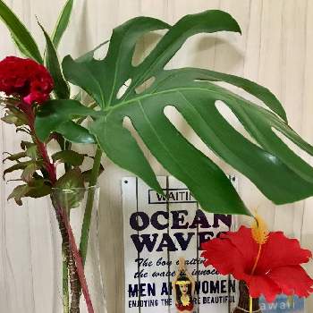 南国風の投稿画像一覧 Greensnap グリーンスナップ