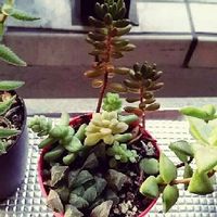 テトラゴナの育て方 日当たりや水やり加減 植え替え方法は Greensnap グリーンスナップ テトラゴナの育て方 日当たりや水やり加減 植え替え方法は Greensnap グリーンスナップ
