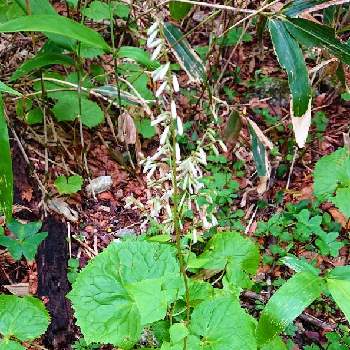 日本固有種の投稿画像一覧 Greensnap グリーンスナップ