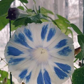 青色のお花の画像 by ヨチ子さん | 窓辺とアサガオと種から育てる♥️と夏のお花と青色のお花とメネデール使用中と植物に囲まれて暮らしたいとメネデーラー♪とメルカリ購入と写真上手くなりたいとiPhone撮影