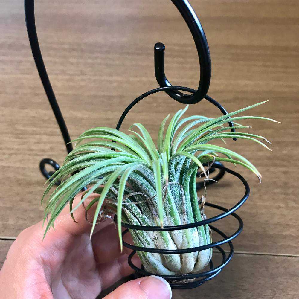 エアプランツの成長記録 Greensnap グリーンスナップ