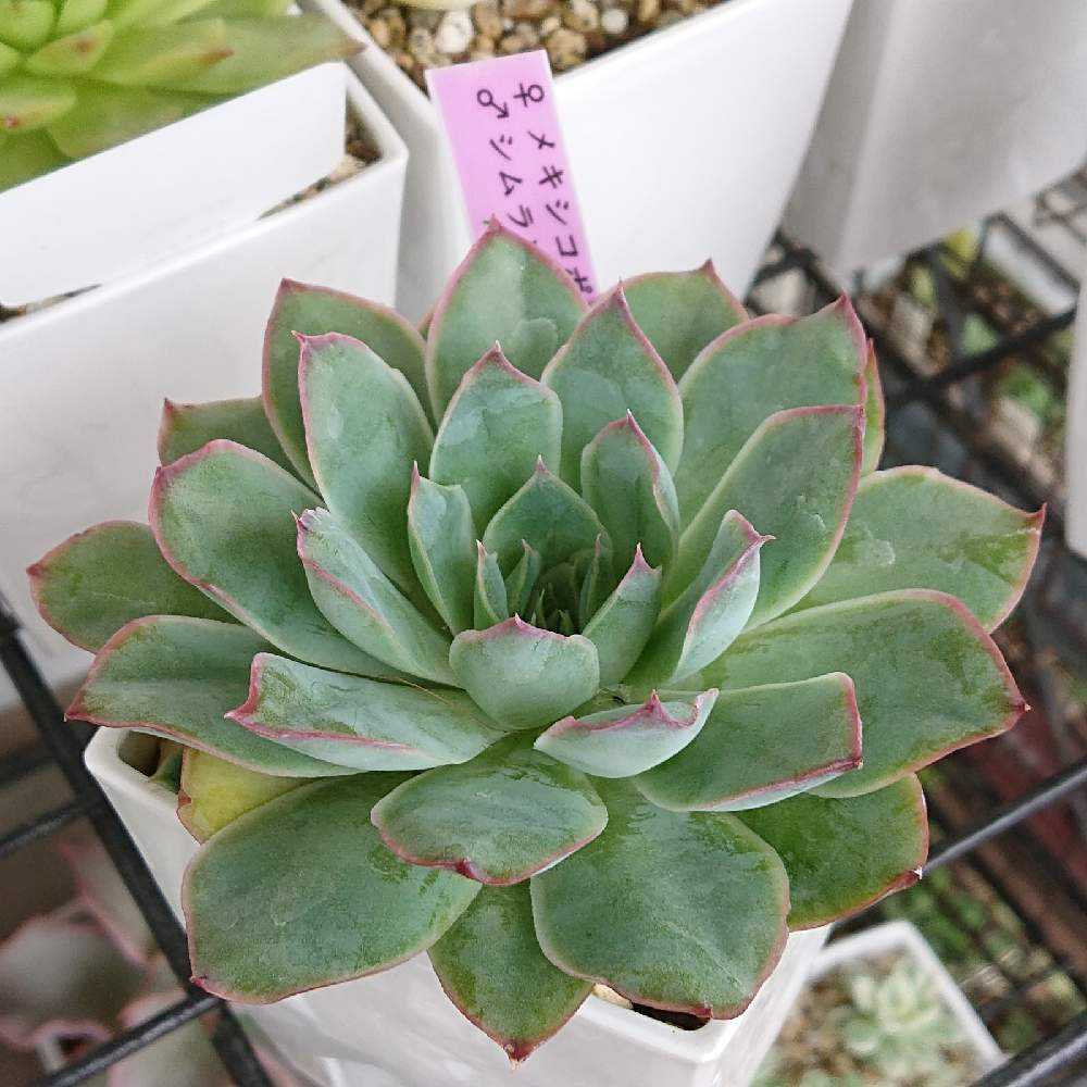 むちむちmiso苗⭐️エレイン×メキシコポルデンシス⭐️多肉 ミソ苗 むちむちmiso苗⭐️エレイン×メキシコポルデンシス⭐️多肉 ミソ苗