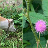 オジギソウ,モフモフ,犬の散歩,お出かけ先の画像