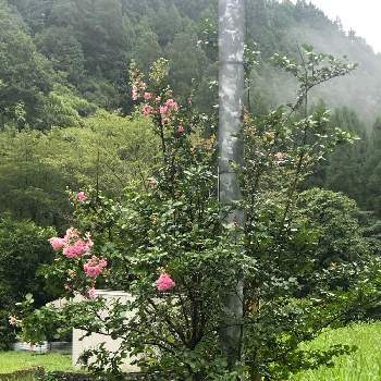  サルスベリの画像 by エリーさん | みどりのある暮らしと電柱と田舎暮らしとお散歩道と サルスベリと美しい✨✨と花のある暮らしとでっかくなっちゃった！