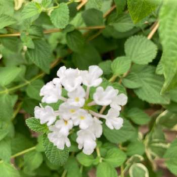 ランタナ 白の投稿画像一覧 Greensnap グリーンスナップ