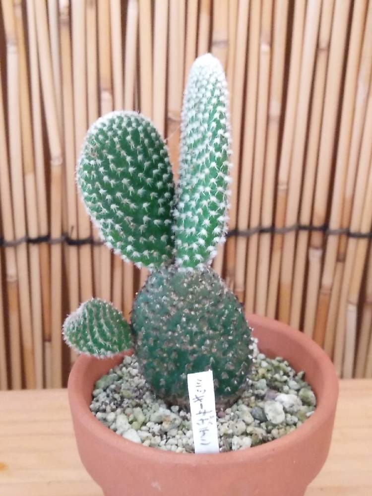 エクステリアの投稿画像 By ピコさん 多肉植物と庭木 花木とサボテン と山野草とおうち園芸と変わったお花と苔玉と朝市と小品盆栽と盆栽と多肉植物と庭木 花木とサボテン と山野草とおうち園芸と変わったお花と苔玉と朝市と小品盆栽と盆栽 21月8月12日 エクステリアの投稿画像 By ピコさん 多肉植物と庭木 花木とサボテン と山野草とおうち園芸と変わったお花と苔玉と朝市と小品盆栽と盆栽と多肉植物と庭木 花木とサボテン と山野草とおうち園芸と変わったお花と苔玉と朝市と小品盆栽と盆栽 21月8月12日