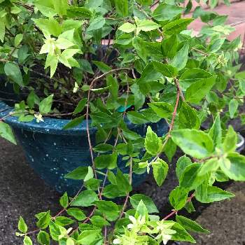 アベリア カレイドスコープの投稿画像一覧 Greensnap グリーンスナップ