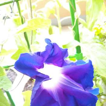 夏のひとときの画像 by りんかさん | バルコニー/ベランダと夏の朝と夏のひとときと青い花と青い朝顔ともうすぐもうすぐと開花中♪とあさがお♡