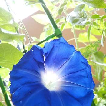 夏のひとときの画像 by りんかさん | バルコニー/ベランダと夏の朝とグラデーションと夏のひとときと青い花と青い朝顔ともうすぐもうすぐと開花中♪とあさがお♡