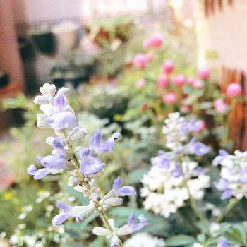サルビア サリーファン♪の画像 by yucocoさん | サルビア サリーファン♪と花が咲いたと癒しと小さな花壇と夏の花とおうち園芸と植物がある暮らし
