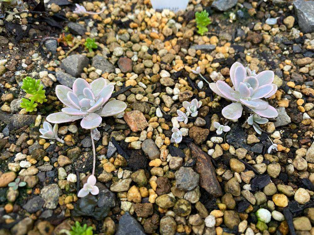 子持ち蓮華錦「鏡花」オロスタキス直射部 モニター報告｜🍀GreenSnap（グリーンスナップ）