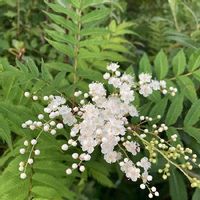 ヒメウツギの育て方 水やりや植え替えの時期 剪定方法は Greensnap グリーンスナップ ヒメウツギの育て方 水やりや植え替えの時期 剪定方法は Greensnap グリーンスナップ