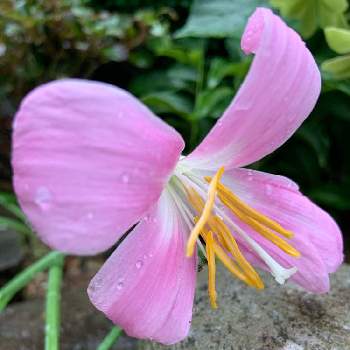 頑張ったね！の画像 by shiiさん | 小さな庭とピンクの花とゼフィランサス♡と頑張ったね！とマイガーデンと癒されると可愛い