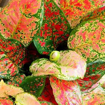 アグラオネマの投稿画像一覧 Greensnap グリーンスナップ