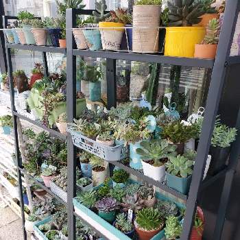 Ikea棚の投稿画像一覧 Greensnap グリーンスナップ