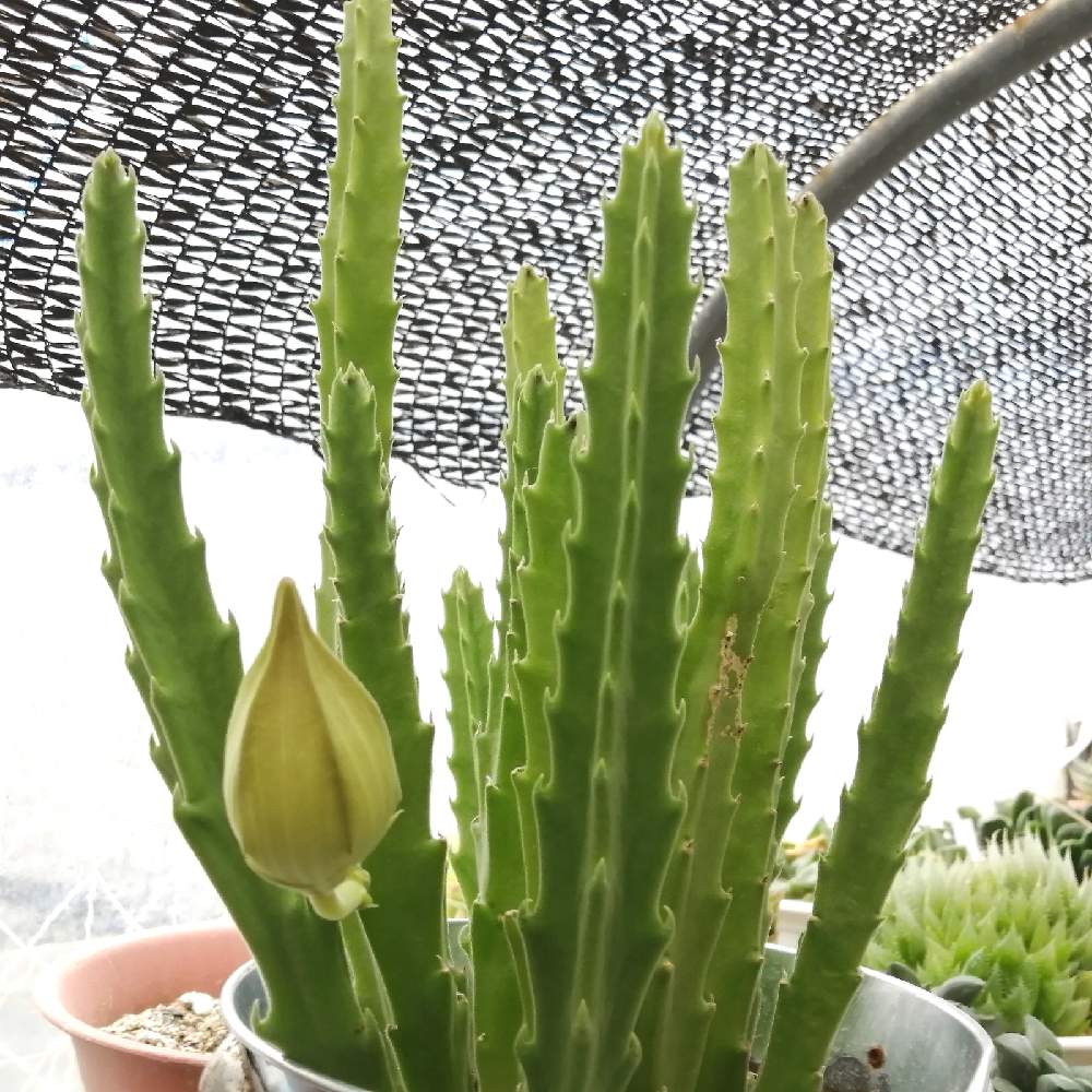 大花犀角の投稿画像 By みちゃさん 多肉植物と金曜日の蕾たちと和名 大花犀角と多肉ライフとたにくとスタペリア属と多肉植物が好きな人と繋がりたいと多肉植物のある暮らしと多肉好きな人と繋がりたいとたにくにくにくと多肉好きと多肉多肉多肉多肉多肉 と多肉植物好きと