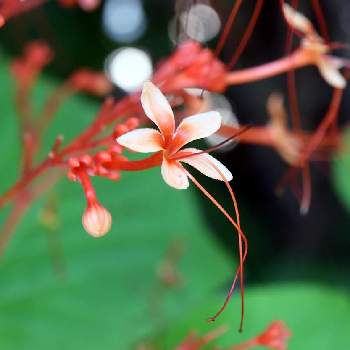 沖縄の植物の投稿画像一覧 Greensnap グリーンスナップ