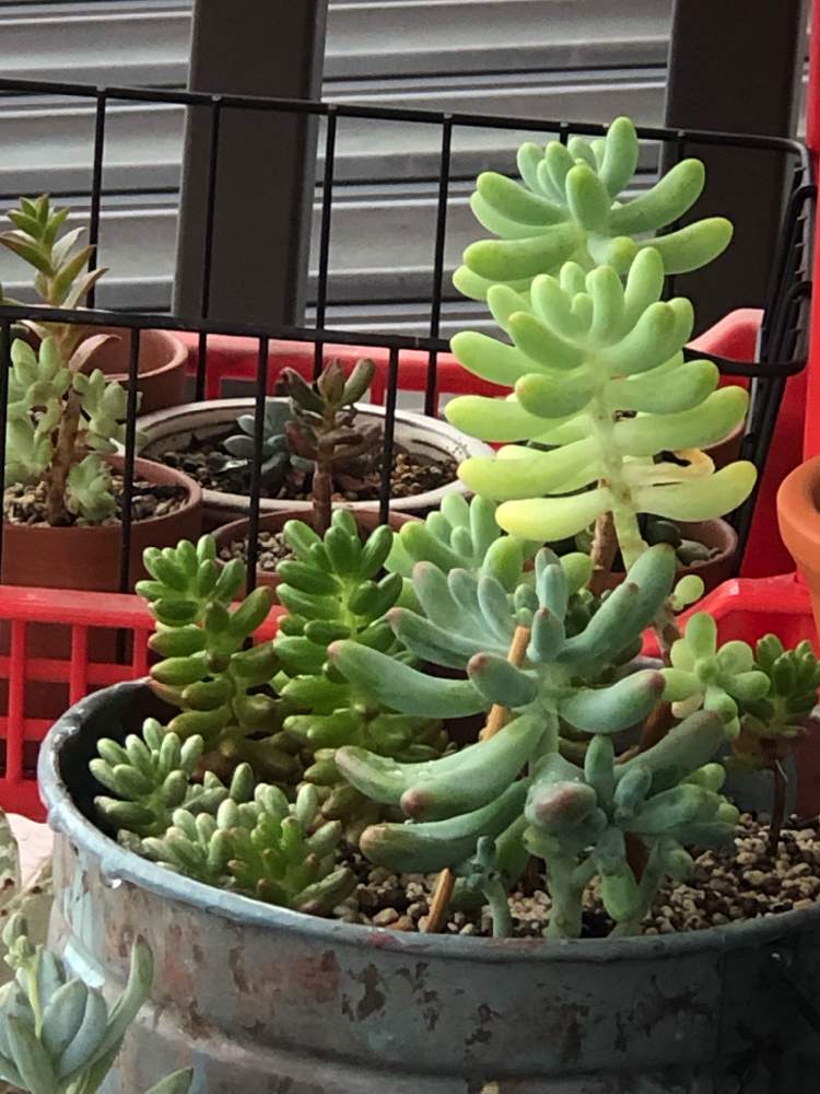 Mayu様　確認( ゜∀゜)つ　多肉植物 mayu様確認( ゜∀゜)つ 多肉植物 【公式通販】