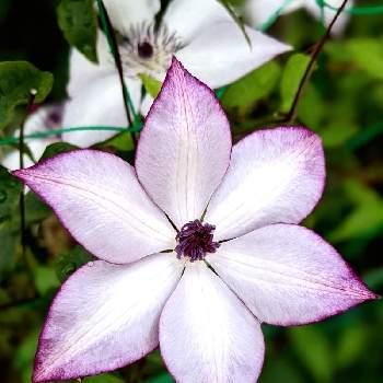 クレマチス フォンドメモリーズの投稿画像一覧 Greensnap グリーンスナップ