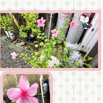 ハイビスカス ピンクバタフライの投稿画像一覧 Greensnap グリーンスナップ