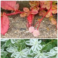 ヒメツルソバの育て方 植え付けの適所は 増やし方はかんたん Greensnap グリーンスナップ ヒメツルソバの育て方 植え付けの適所は 増やし方はかんたん Greensnap グリーンスナップ