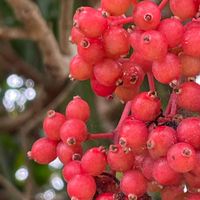 サンゴジュ,花壇,ガーデニング,山野草,樹木の画像