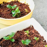 万両 マンリョウ の育て方 種まきや苗の植え替え時期 剪定方法は Greensnap グリーンスナップ