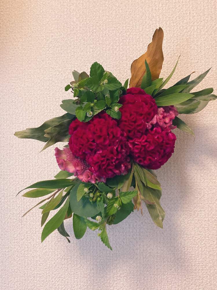 フレッシュの投稿画像 By りおれなさん ドライフラワーとスワッグとハーブとリースとユーカリ とハンドメイドとケイトウ とブラシの木 と グレビレア 21月8月13日 Greensnap グリーンスナップ