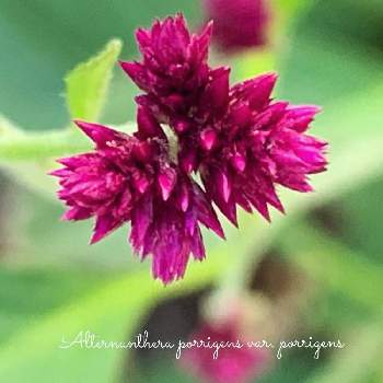 千日紅 千紅花火の投稿画像一覧 Greensnap グリーンスナップ