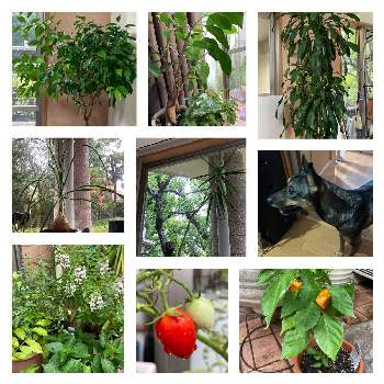 観葉植物いろいろ,ミニトマト,ハバネロ,リビング,お庭の画像