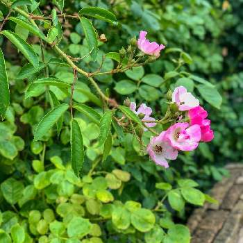 薔薇バレリーナの投稿画像一覧 Greensnap グリーンスナップ