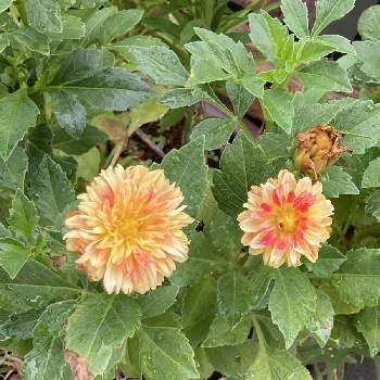 テンジクボタン ダリアの投稿画像一覧 Greensnap グリーンスナップ