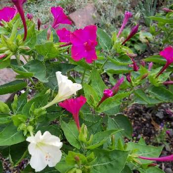 mi～ハートコーナーの花たちの画像 by mimimintさん | 小さな庭とオシロイバナとこぼれ種と北海道と海辺の庭とmi～ハートコーナーの花たち