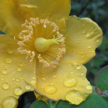 キンシバイ 金糸梅 の投稿画像一覧 Greensnap グリーンスナップ