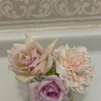 ローズローブドールの画像 by yuさん | ☆クロッシェとバラ大好きとバラのある暮らしと可愛いとバラ　シャルムとローズローブドール