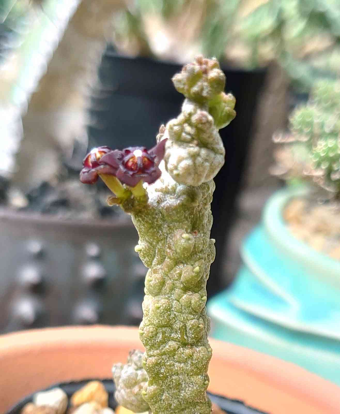 プセウドリトス ドドソニアヌスの一覧｜🍀GreenSnap（グリーンスナップ）