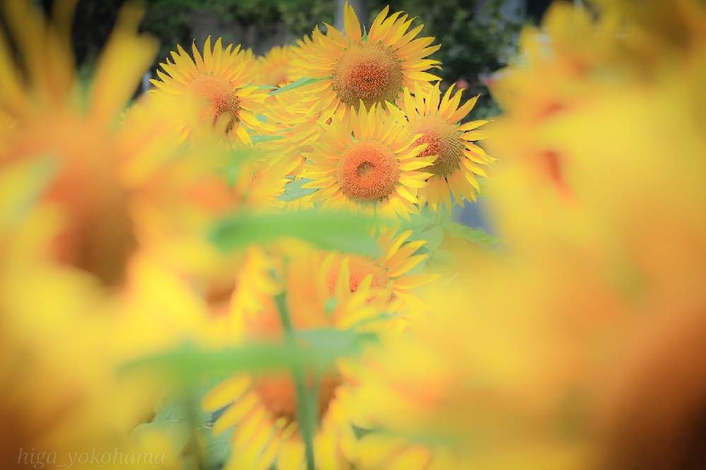散歩の投稿画像 By ヒガ君さん 夏の花と花いろいろとひまわり 21月8月13日 Greensnap グリーンスナップ