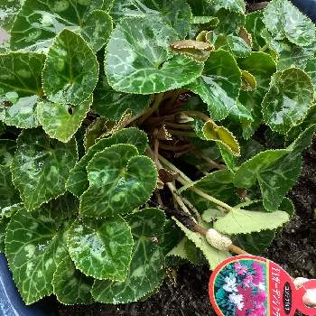 ガーデンシクラメン 寄せ植えの投稿画像一覧 Greensnap グリーンスナップ