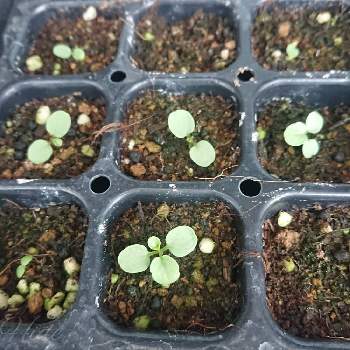 発芽の投稿画像一覧 Greensnap グリーンスナップ