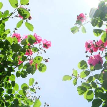 フラワーインテリアの画像 by akmさん | お出かけ先とお花がすきとグリーンのある暮らしとフラワーインテリアと薔薇園と花のある暮らしとインテリアグリーンと365日花記録