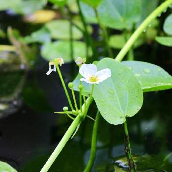 オモダカ科の投稿画像一覧 Greensnap グリーンスナップ