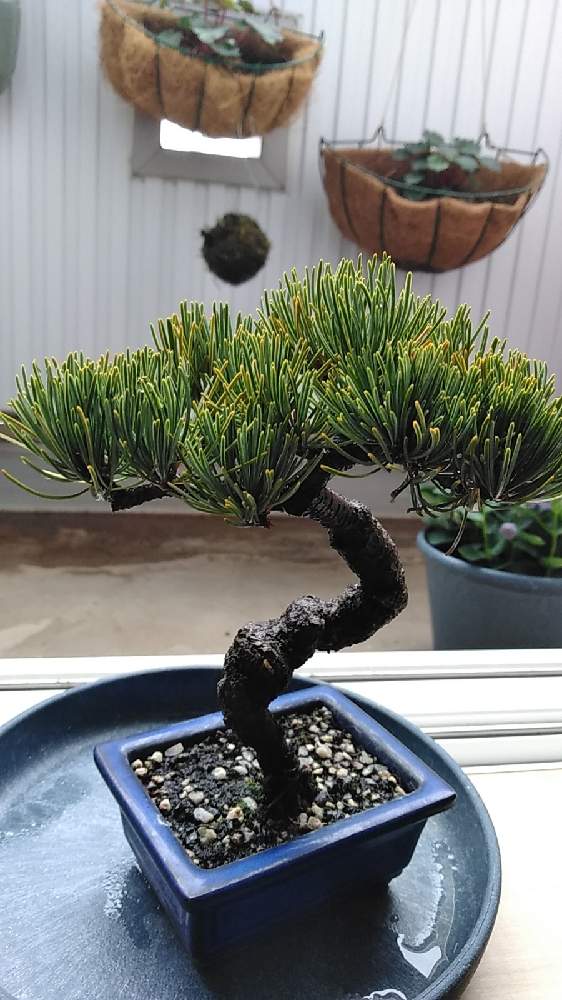 初めての盆栽 宮島五葉松 Greensnap グリーンスナップ