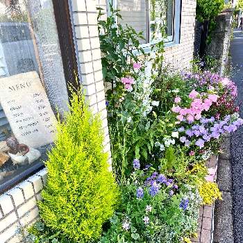カンパニュラ（風鈴草）の画像 by CIITA GARDENさん | 小さな庭とカンパニュラ（風鈴草）とカンパニュラとCIITA GARDENとガーデンの全景と街角の花壇と花のある暮らし