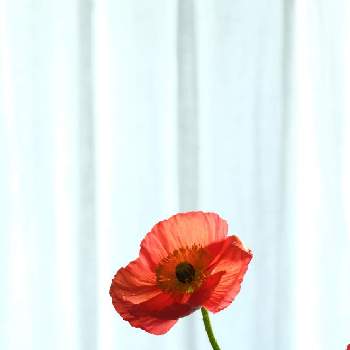 フラワーインテリアの画像 by akmさん | インテリアとお花がすきと ポピーとグリーンのある暮らしとフラワーインテリアとお顔がこんにちはと花のある暮らしとインテリアグリーンと365日花記録