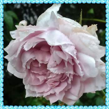 薔薇 あおい♥️の画像 by メリーさん | 小さな庭と鉢植えと花のある暮らしと薔薇 あおい♥️とおうち園芸
