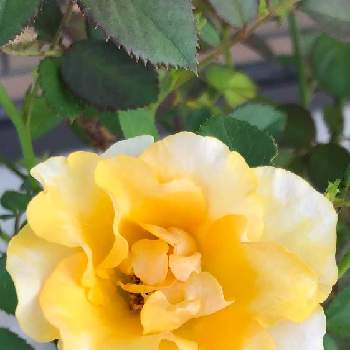 ミニ薔薇コルダーナ♡の画像 by morinokoさん | ミニ薔薇コルダーナ♡と咲いてくれてありがとうとおうち園芸とかわい〜と黄色い花