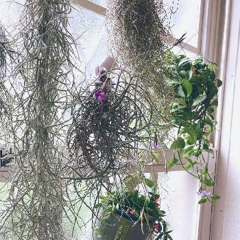 チランジア マレモンティの投稿画像一覧 Greensnap グリーンスナップ